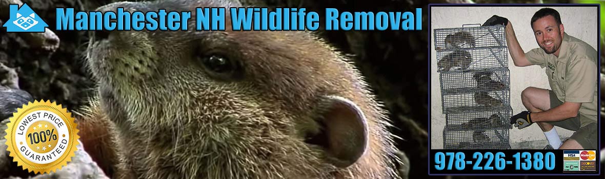 Manchester Wildlife and Animal Removal